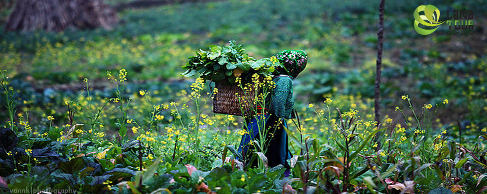 Trekking à Mai Chau